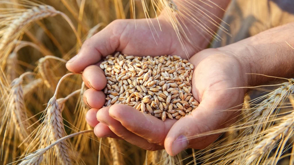 Sve dobrobiti pšenicnih i zobenih posija