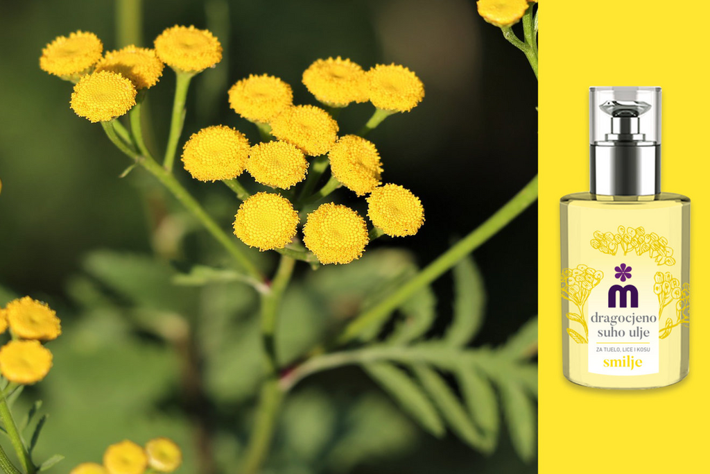 Smilje – skromna biljka vrijednih odlika